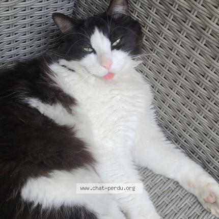 Photo 1/1 ME&Iuml;KO Chat perdu à Nimes