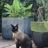 Photo de chat perdu à Mulhouse