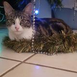 Photo de chat perdu à Tournefeuillle