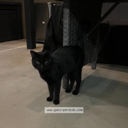 Photo 1/1 Chat trouvé Trouvé à Santa ana