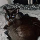 Photo de chat trouvé à Toulouse