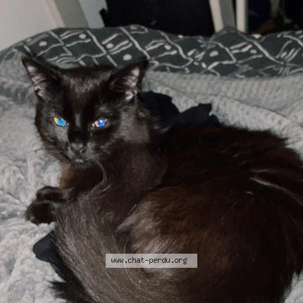 Photo 1/1 Chat retrouvé Trouvé à Toulouse