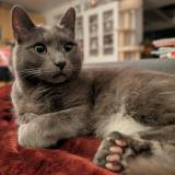 Photo de chat perdu à Montreuil