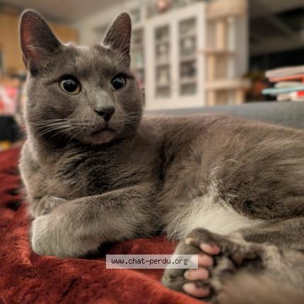 Photo 1/1 Chat retrouvé Perdu à Montreuil