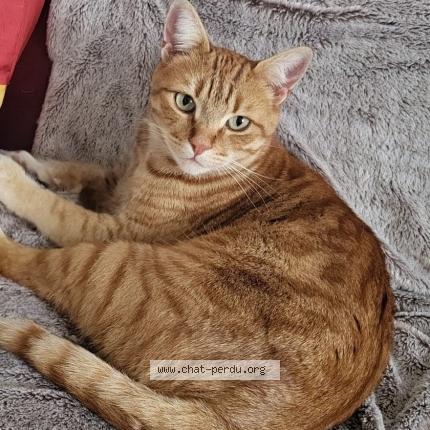 Photo 1/1 Charly Chat perdu à Paladru