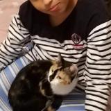 Photo de chat perdu à La Roche Sur Yon