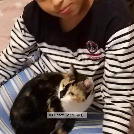 Photo 1/1 Girard kodjo Chat perdu à La roche sur yon