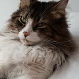 Photo de chat perdu à Santiago