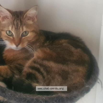 Photo 1/1 Vanina Mercier Chat perdu à Niort