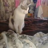 Photo de chat perdu à Dubach