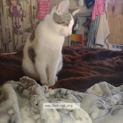 Photo 1/1 Clyde Chat perdu à Dubach