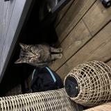 Photo de chat trouvé à Beaugency