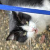 Photo de chat trouvé à Bordeaux