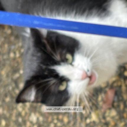 Photo 1/1 Chat trouvé Trouvé à Bordeaux