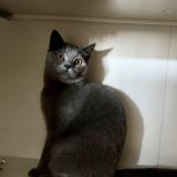 Photo de chat perdu à Saint Herblain