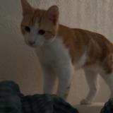 Photo de chat perdu à Marseille