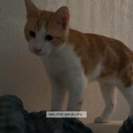 Photo 1/1 Kikousss Chat perdu à Marseille