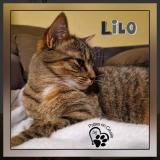 Photo de chat perdu à Le Faouet