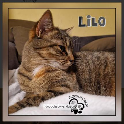 Photo 1/1 Lilo Chat perdu à Le faouet