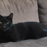 Photo de chat perdu à Avignon