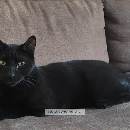 Photo 1/1 Black Chat perdu à Avignon