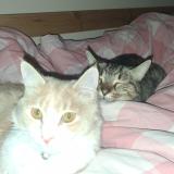 Photo de chat perdu à Montpellier