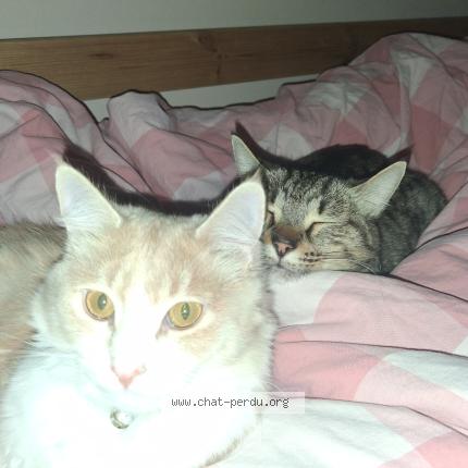 Photo 1/1 Chat retrouvé Perdu à Montpellier