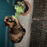 Photo de chat trouvé à Schaerbeek