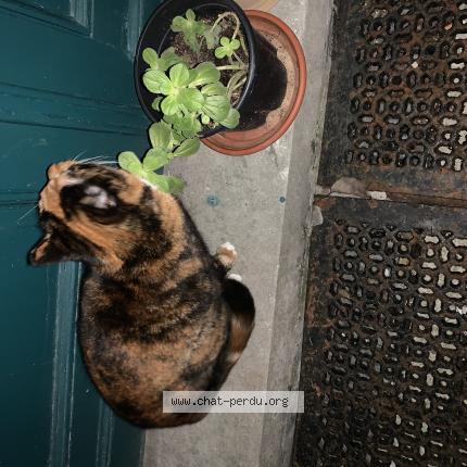 Photo 1/1 Chat trouvé Trouvé à Schaerbeek