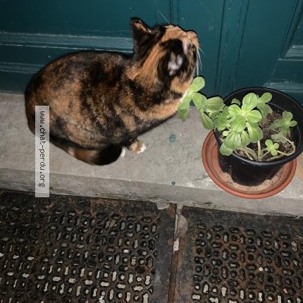 Photo 1/1 Chat trouvé Trouvé à Schaerbeek