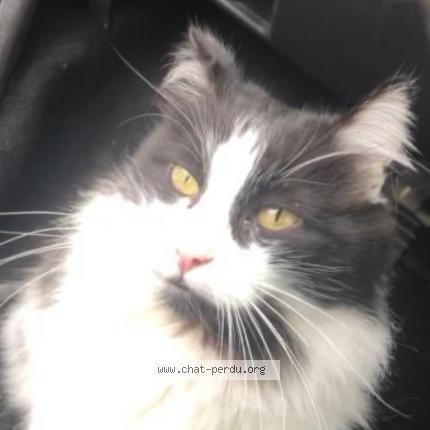 Photo 1/1 Intrépide Chat perdu à Le blanc mesnil