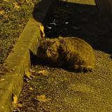 Photo de chat trouvé à Grenoble