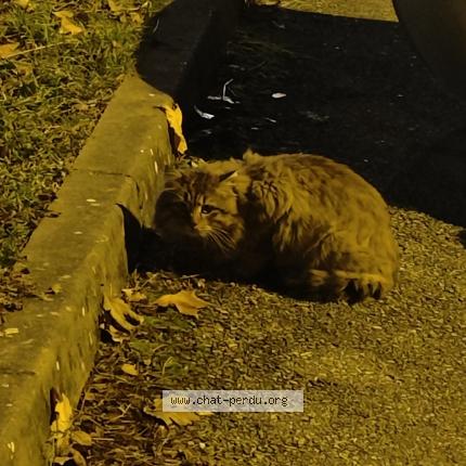 Photo 1/1 Chat trouvé Trouvé à Grenoble