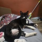 Photo de chat trouvé à Margate