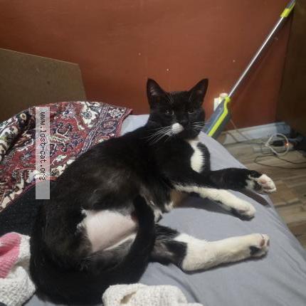 Photo 1/1 Chat trouvé Trouvé à Margate