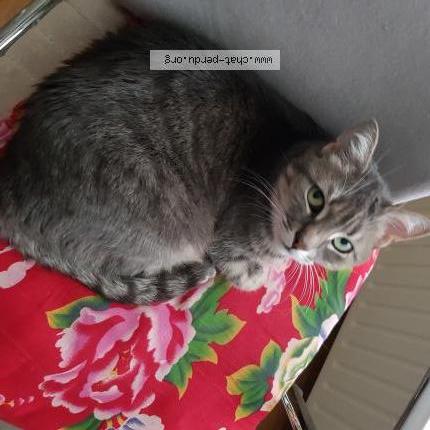 Photo 1/1 Chat retrouvé Perdu à Morainvilliers