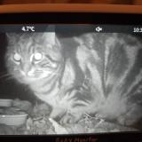 Photo de chat trouvé à Brent