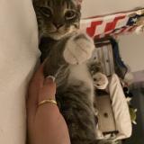 Photo de chat perdu à Kissimmee