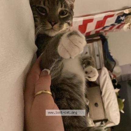 Photo 1/1 Jasper Chat perdu à Kissimmee