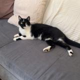 Photo de chat perdu à Nancy