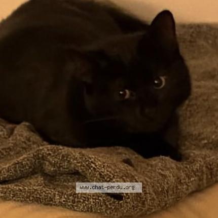 Photo 1/1 Chat retrouvé Perdu à Kremlin bicetre