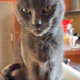 Photo de chat perdu à Loiron Ruille