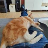 Photo de chat perdu à Saubrigues