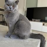 Photo de chat perdu à Castelnau Le Lez