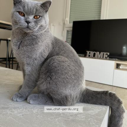 Photo 1/2 Ziggy Chat perdu à Castelnau le lez