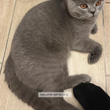 Photo 2/2 Ziggy Chat perdu à Castelnau le lez