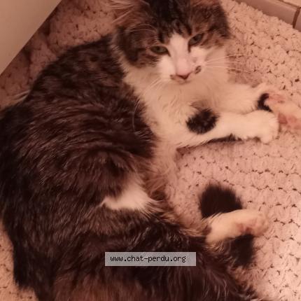 Photo 1/1 Mimine Chat perdu à Boucherville