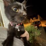 Photo de chat trouvé à Hopkins