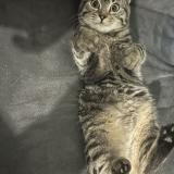 Photo de chat perdu à Gleize