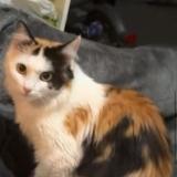 Photo de chat perdu à Annemasse